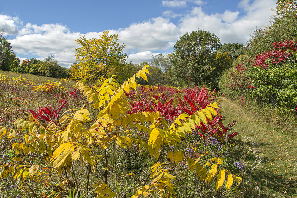 Sumacs in yellow and red, Kisdon Hill Park.