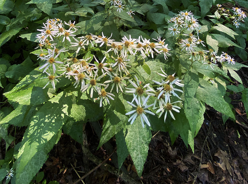 Forked aster, a rare and threatened species, in bloom. 