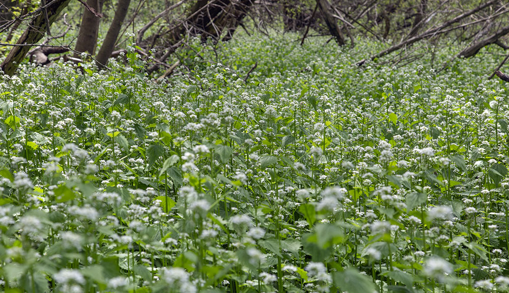 Garlic mustard, another highly invasive plant crowds out native species. 