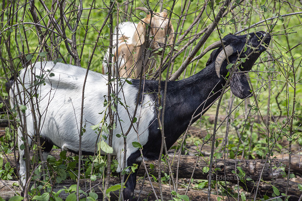 Grazing goats eating invasive buckthorn at Pukaite Woods in Mequon.