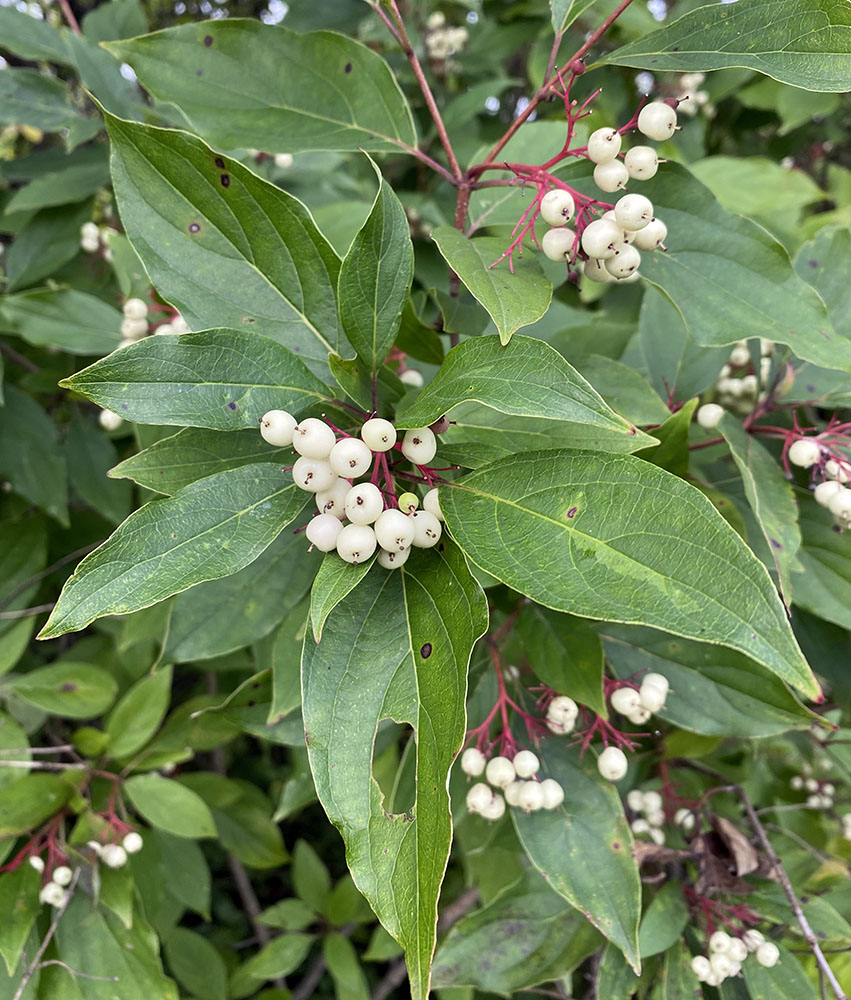 A healthy patch of native gray dogwood.