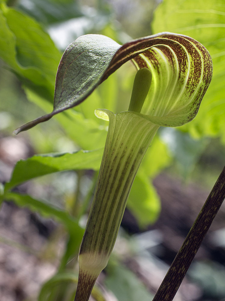 Jack-in-the-pulpit, one of the spring ephemerals that flourish after removal of invasive plants.