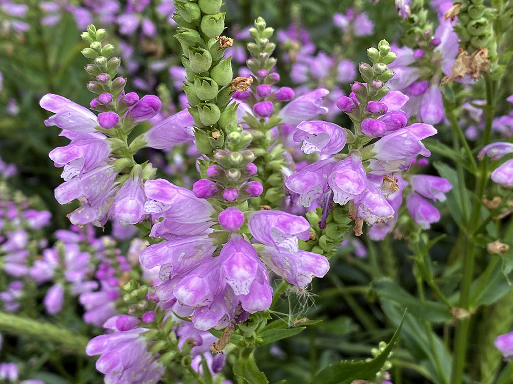 Obedient plants in bloom. 