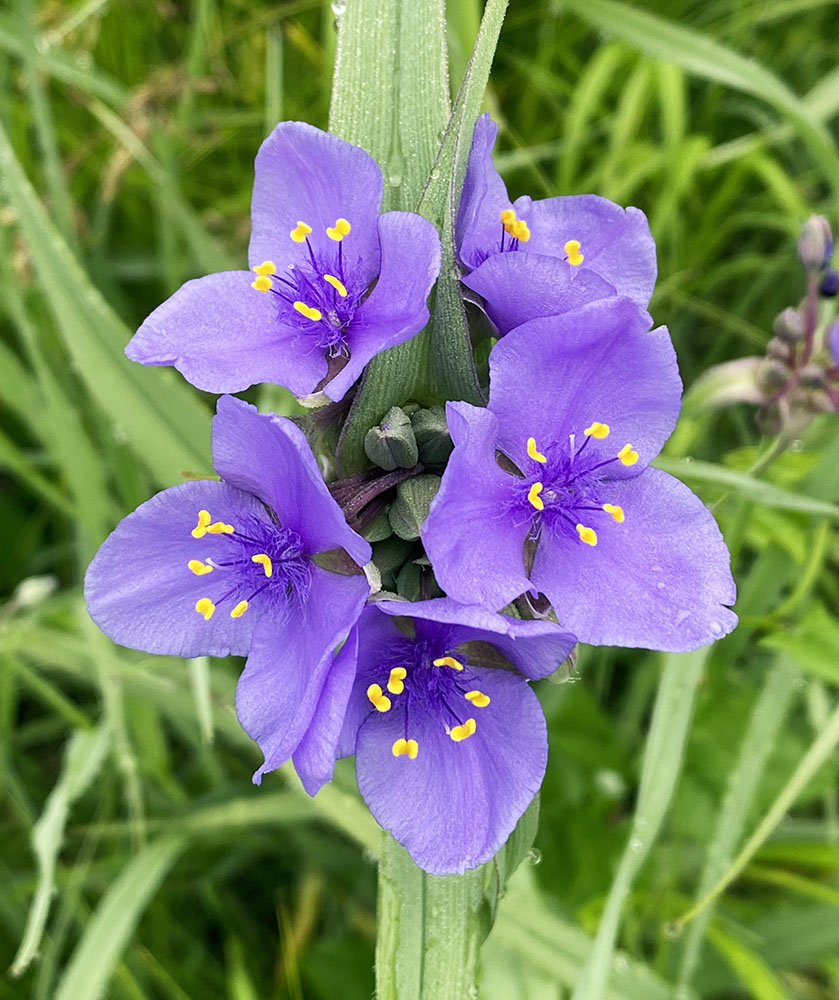 Ohio spiderwort blossoms. 