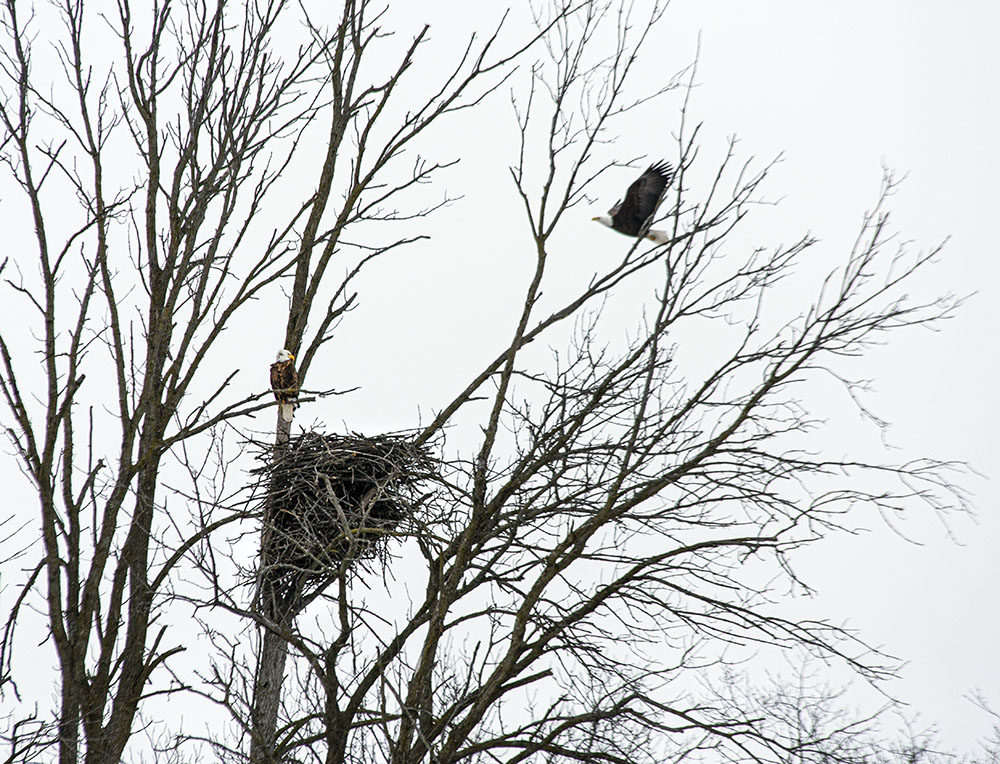 Winter is a good time to see some wildlife, such as these eagles and their nest.