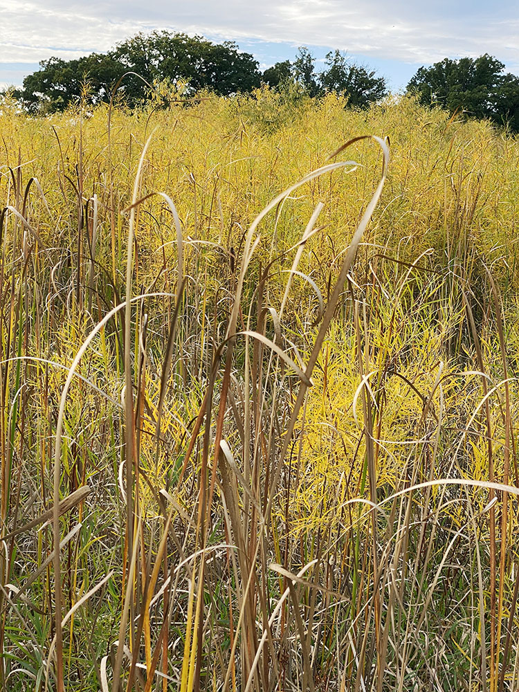 A wetland elegy! Mke County Grounds.