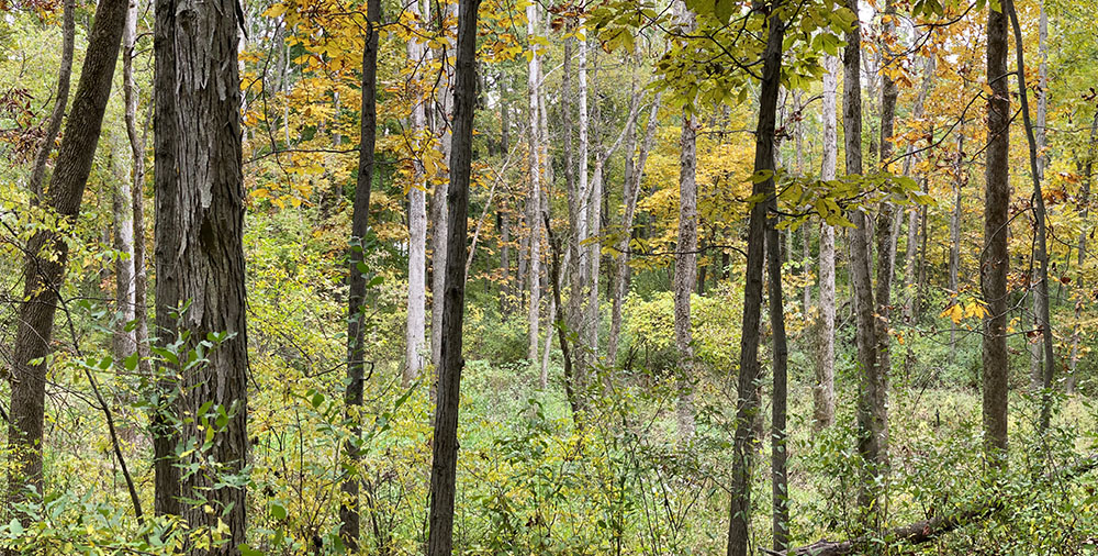 Woodland panorama in autumn