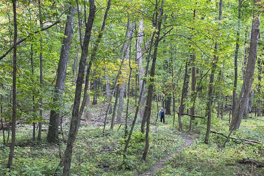 Hiking in solitude at Pavcek Preserve.