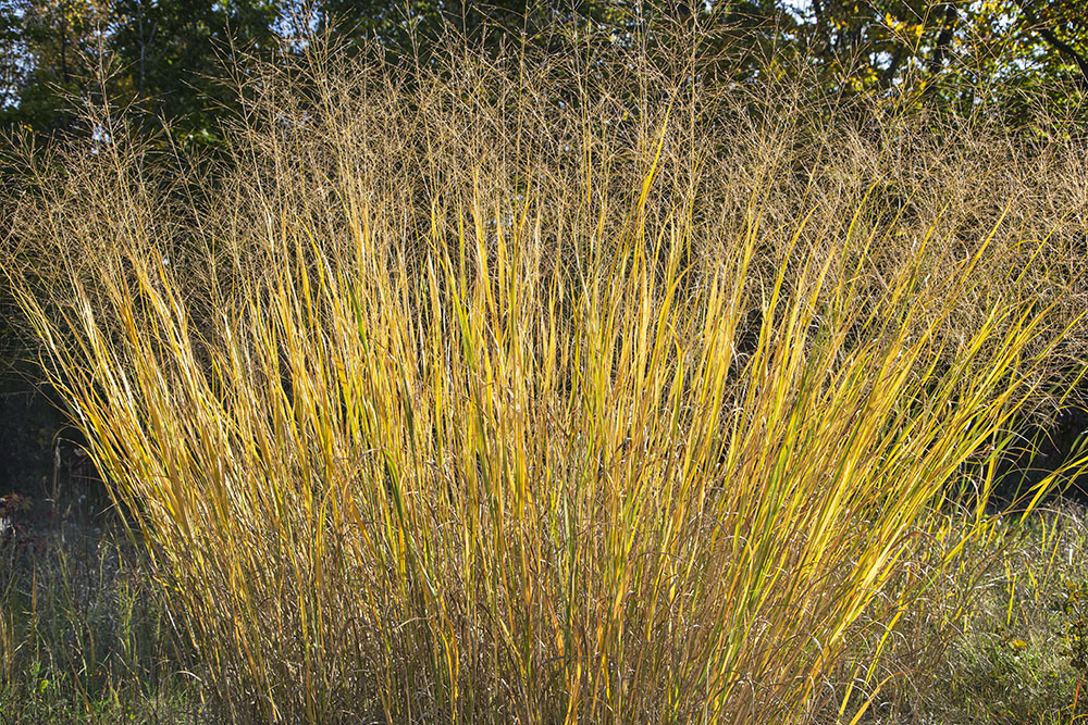 Backlit tuft of autumn grass, Heritage Trails.