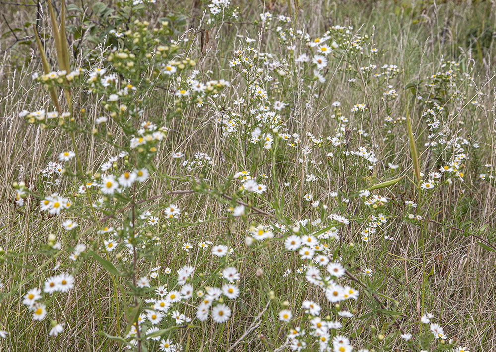 Hairy white Oldfield asters, Thoma Preserve.