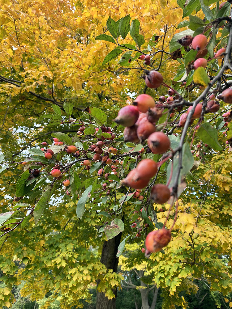 Cascading autumn colors. Hoyt Park.