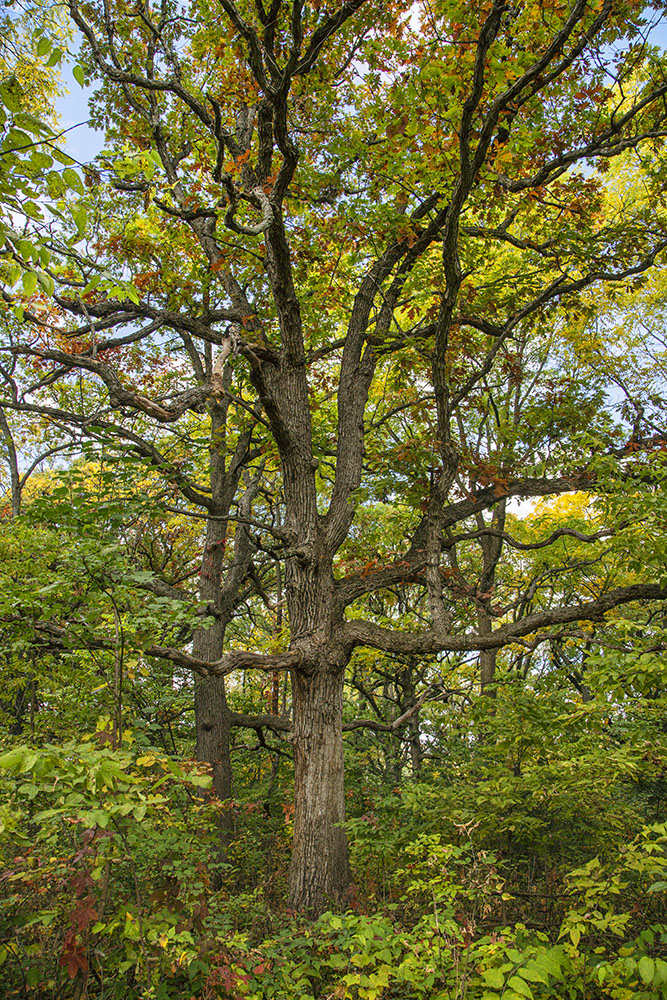 An oak in the forest. 