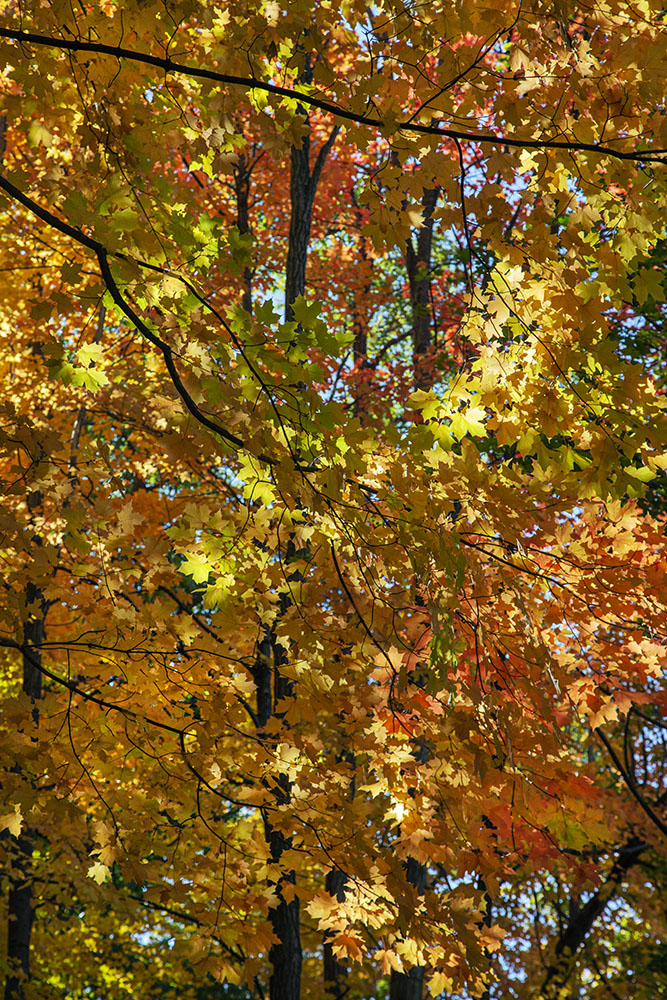 A profusion of autumn colors.