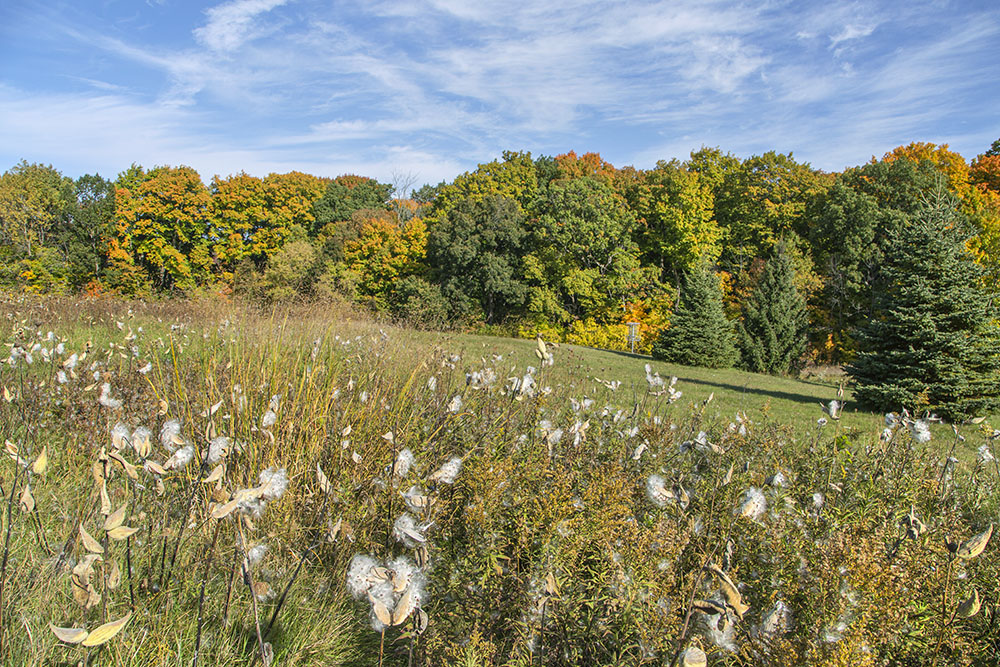 Panorama of milkweed seed pods.