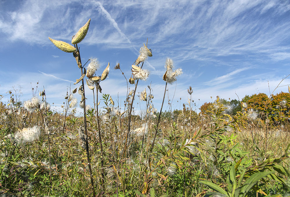 Milkweed mayhem!