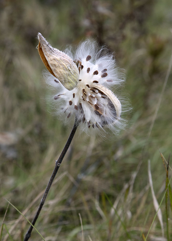 And a burst of milkweed.