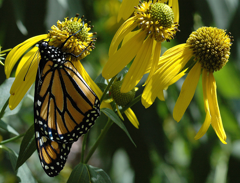 Monarch butterfly, an important pollinator, on native cutleaf sunflowers.