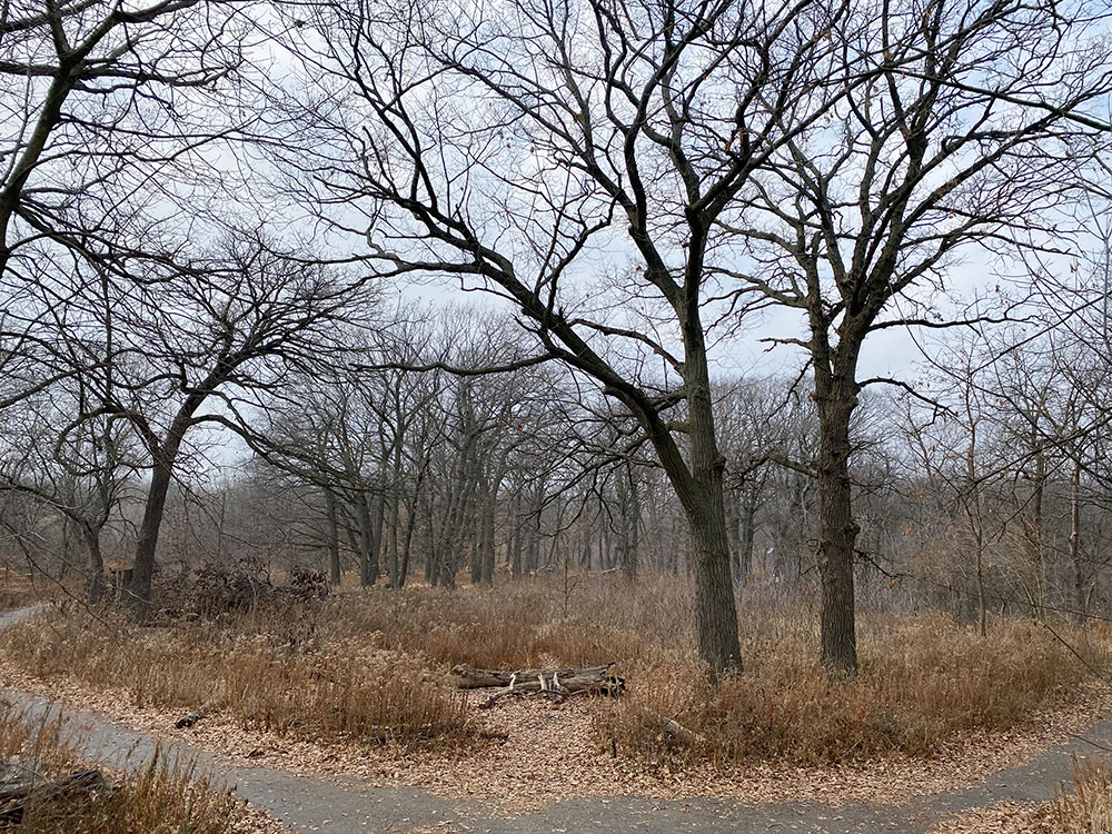 Winter also often looks like this snow-less day at Riverside Park, Milwaukee.