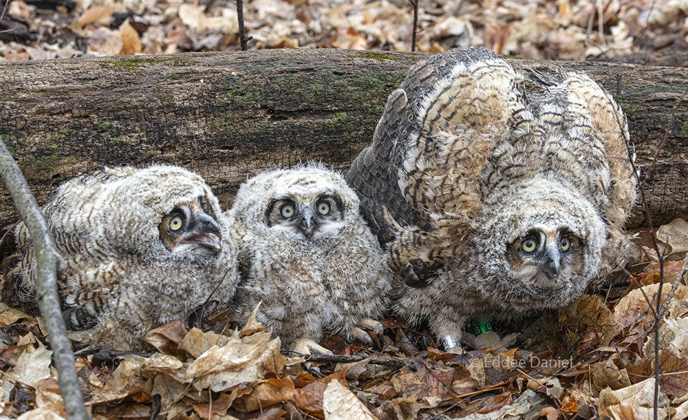 A triplet of owlets posing for the crowd after being banded. Location reserved.