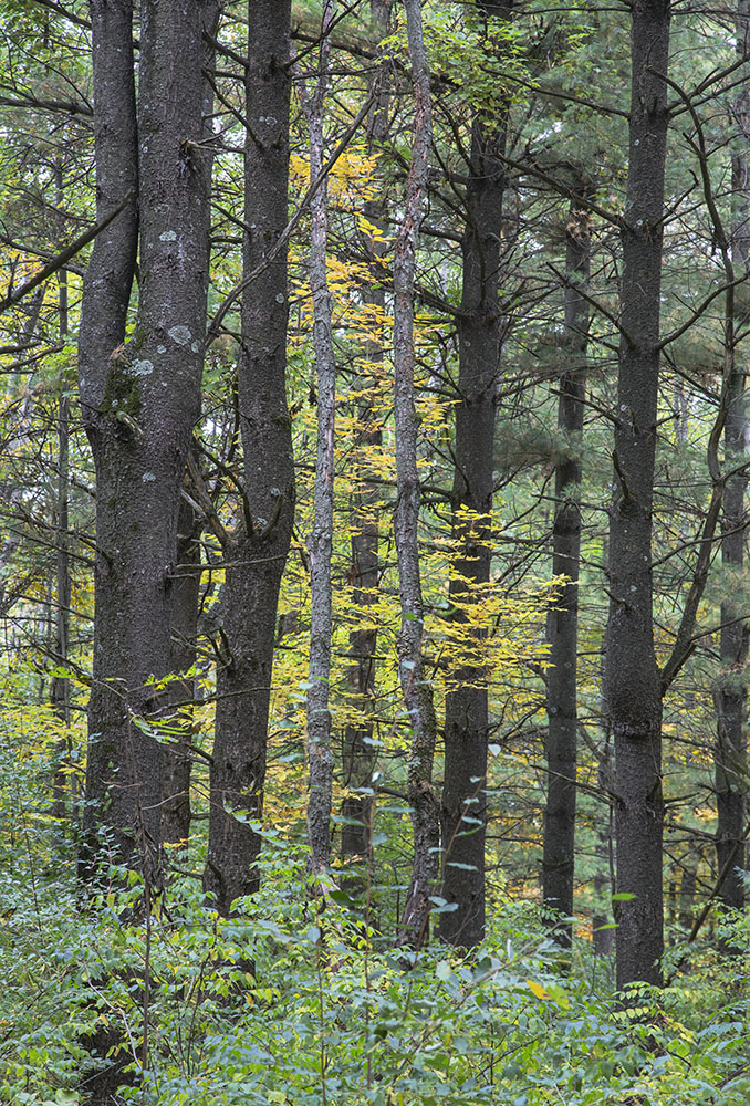 Autumn accent in a pine plantation. 