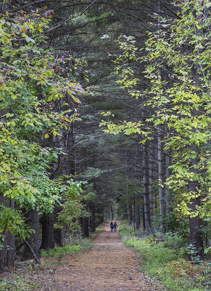 The Ice Age Trail runs through a pine alley. Loew Lake.