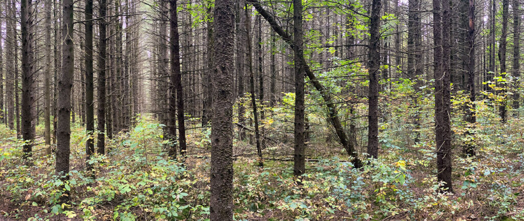 Pine plantation panorama, Thoma Preserve.