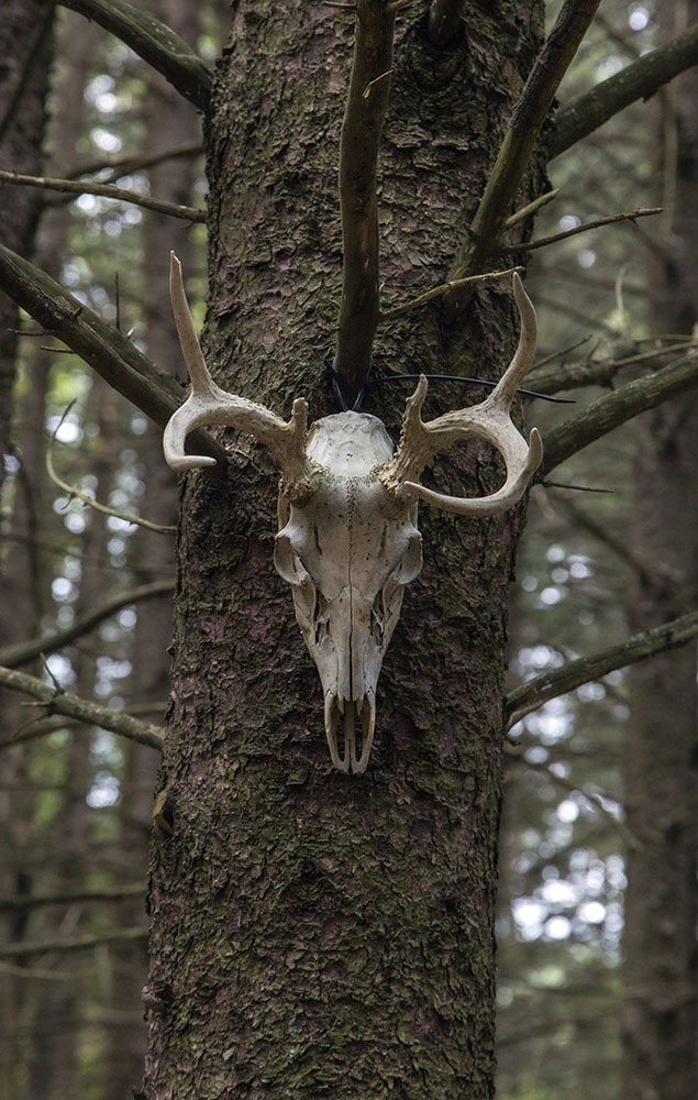 Deer skull in forest.