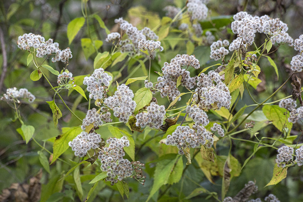 Snakeroot gone to seed.