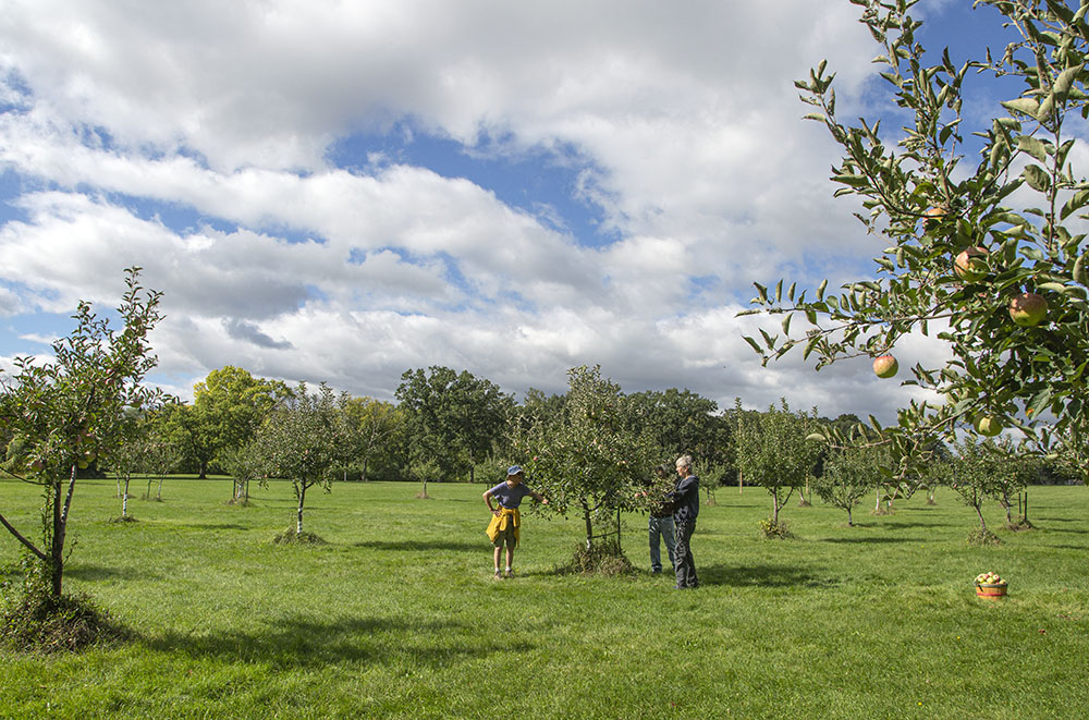 Jan Carroll and friends pick ripe apples at the McGovern Park orchard in Milwaukee.