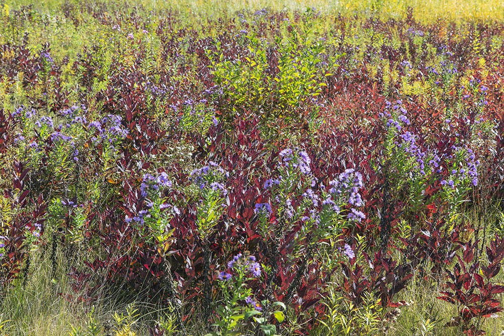 A glow of purple, deep magenta, and gold in a meadow.