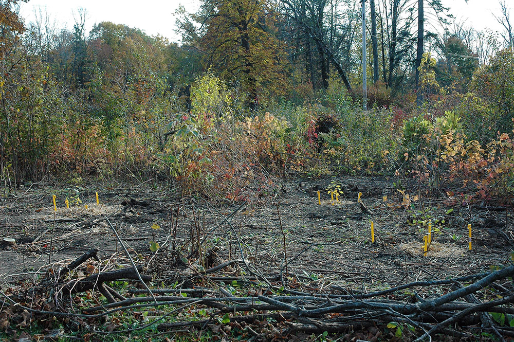 Stakes mark newly planted pussy willows in an area cleared of buckthorn.