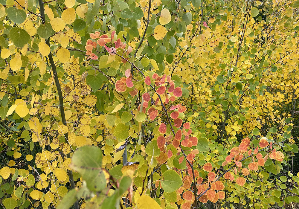 A stand of young aspens.