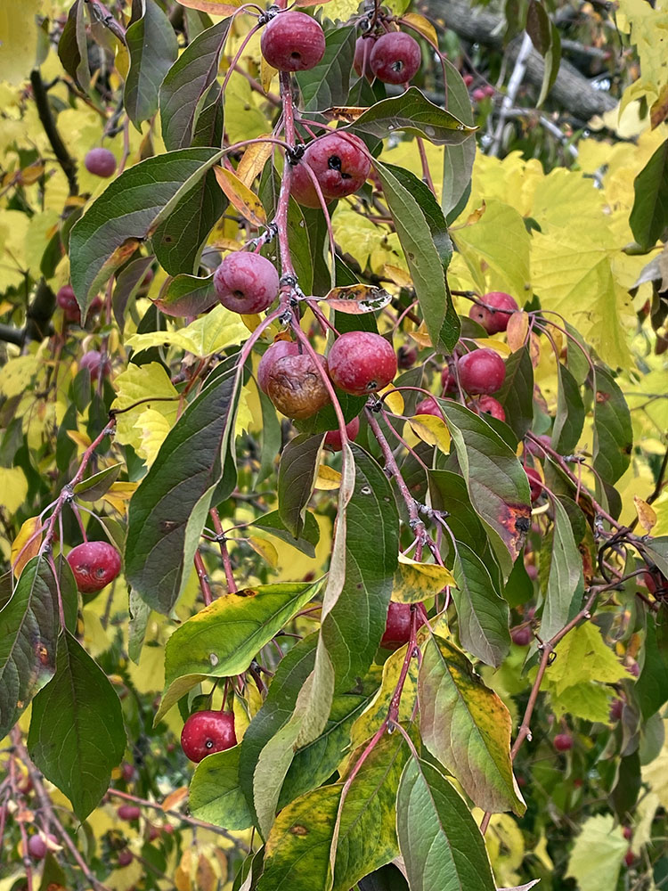 A cascade of crab apples.