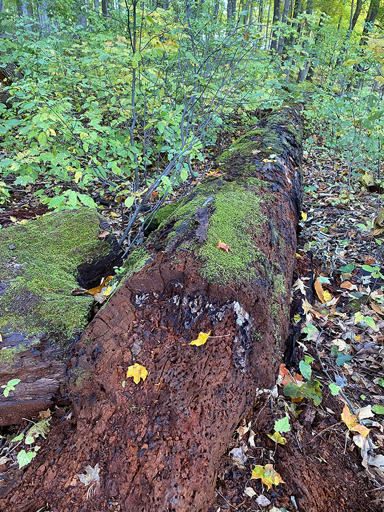 Another log even further along in decomposition.