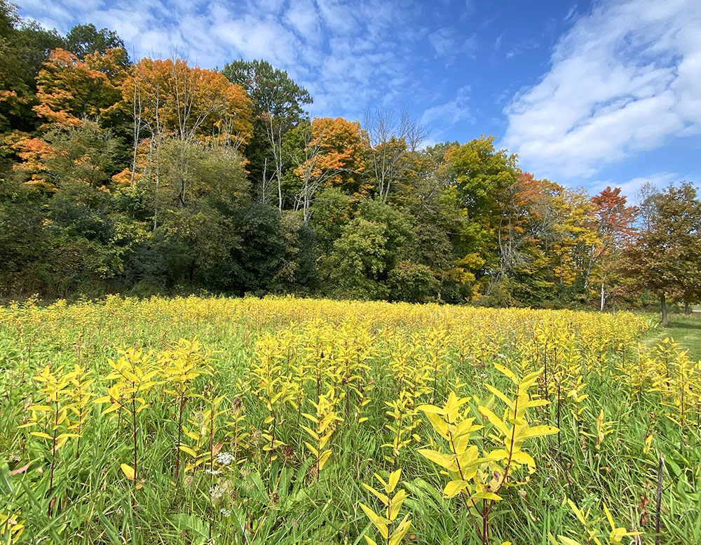 Ecotone: the transition zone between a meadow and the woodland.