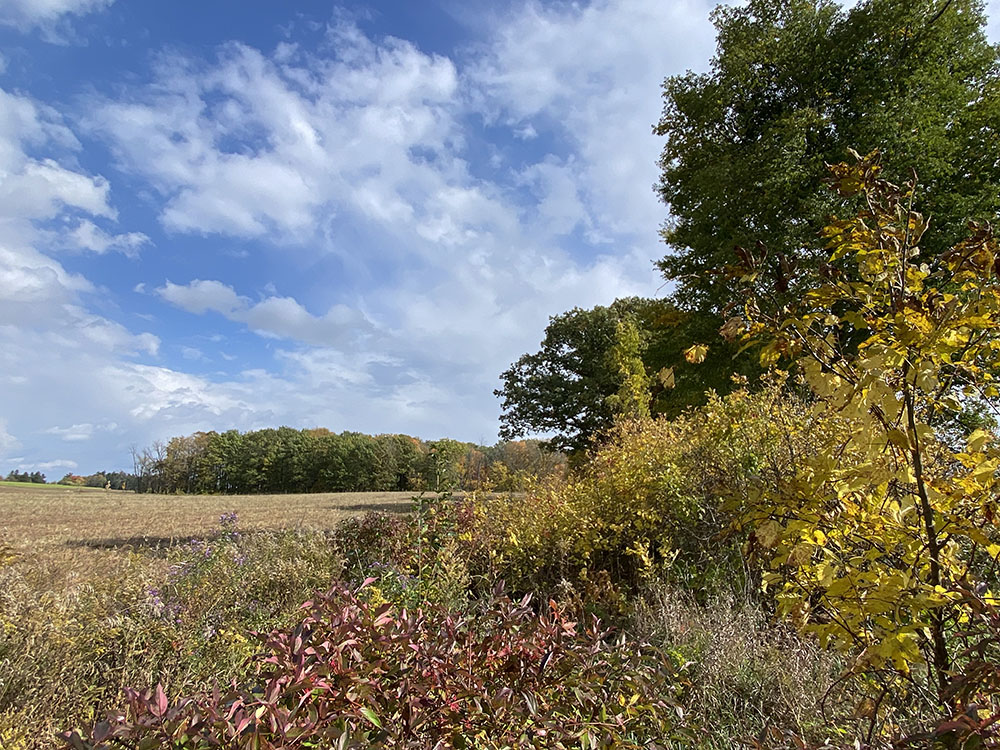 A former agriculture field edged by woodlands.