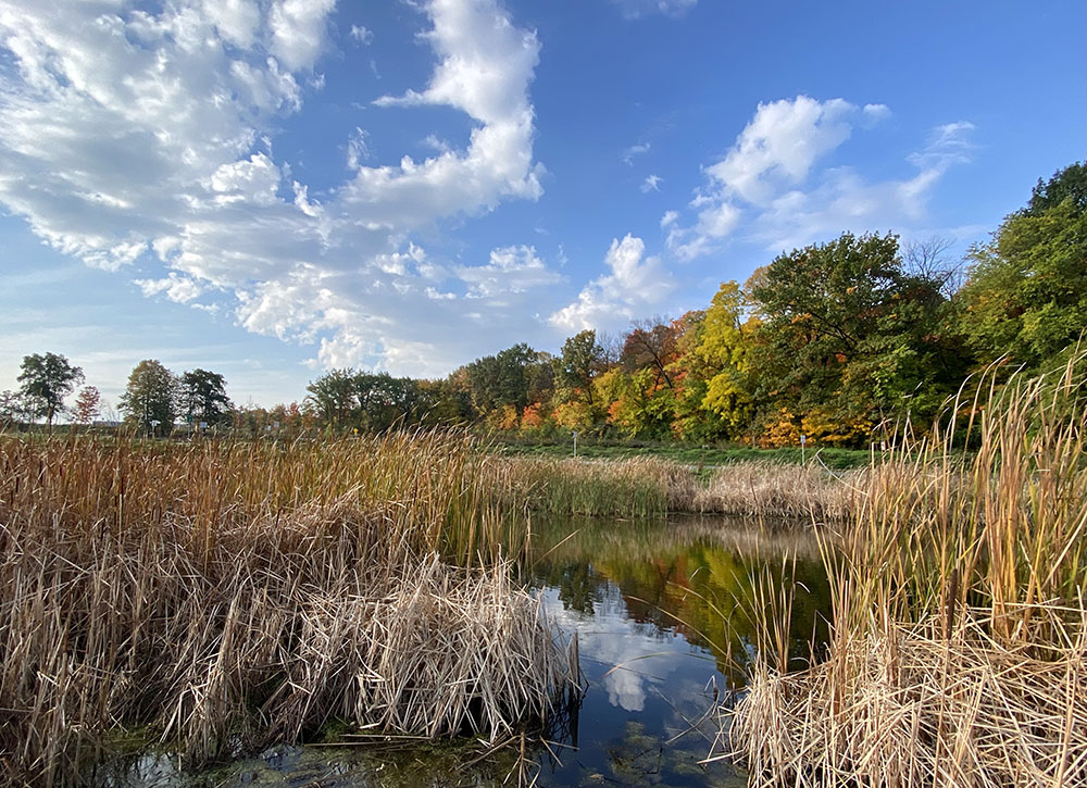 Wetland pond at the entrance to the Forest Exploration Center