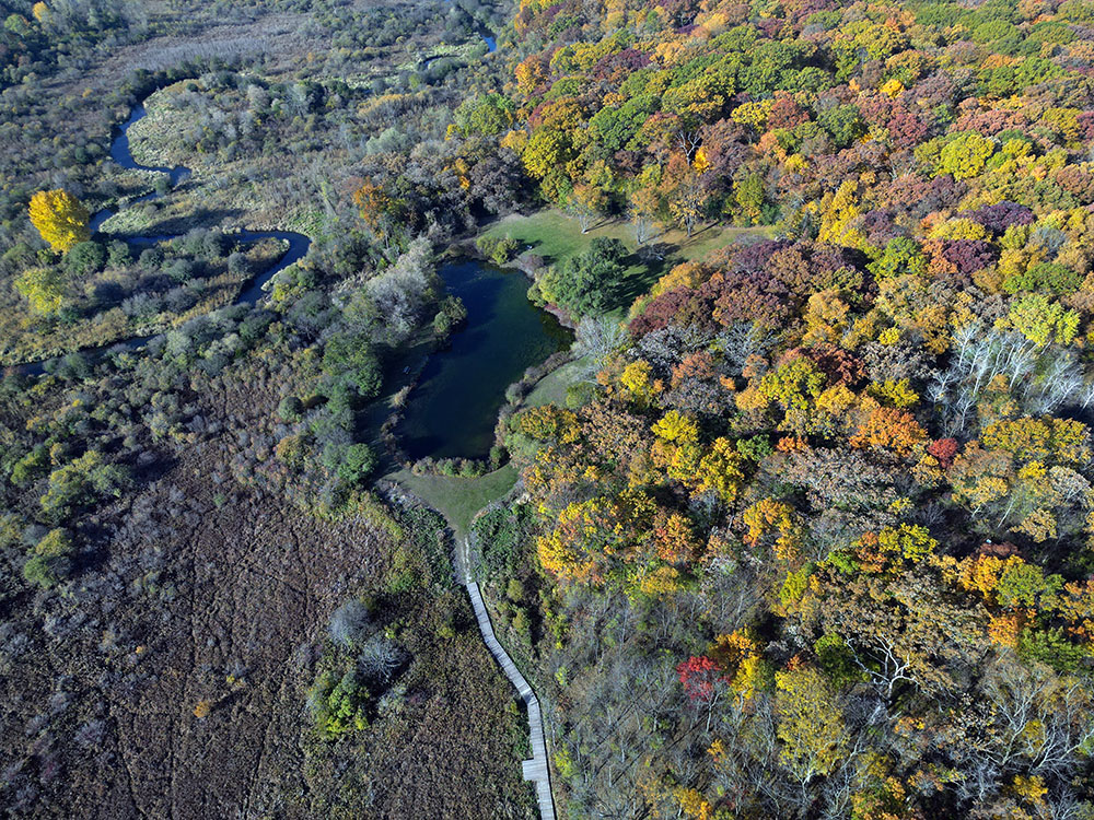 This aerial shows the relatively drab coloring of the wetlands to the left and the far more colorful woodland to the right.