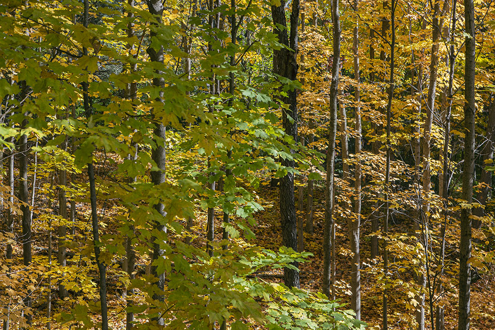 Forest composition.