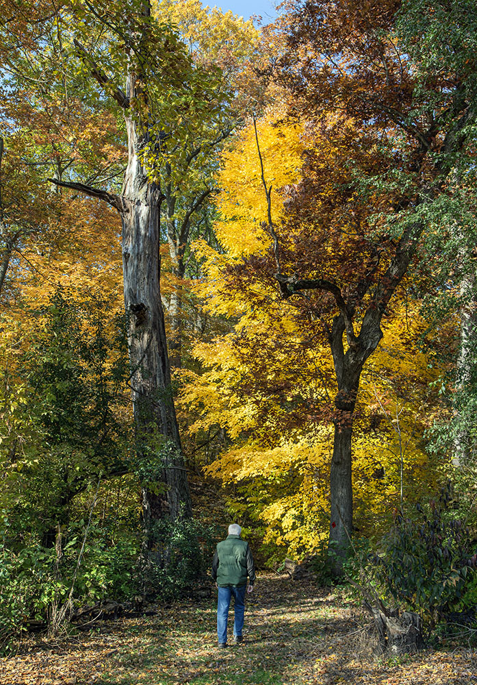 One of the trails leading into the hardwood forest.