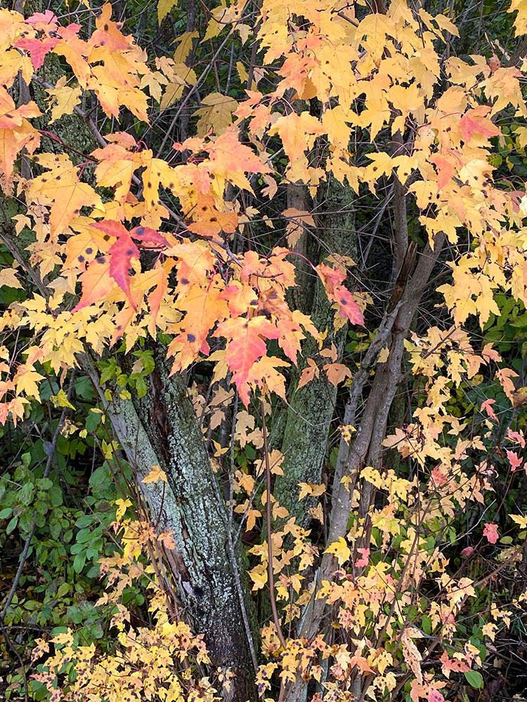 Autumn leaves aflutter