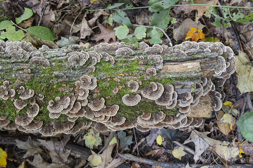 Turtle tail fungi help decompose fallen trees.