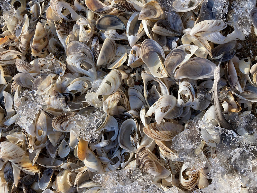 zebra mussel shells