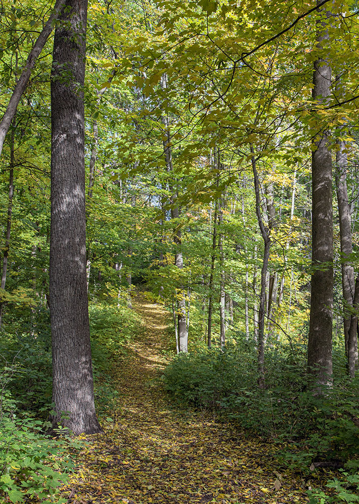 Woodland trail