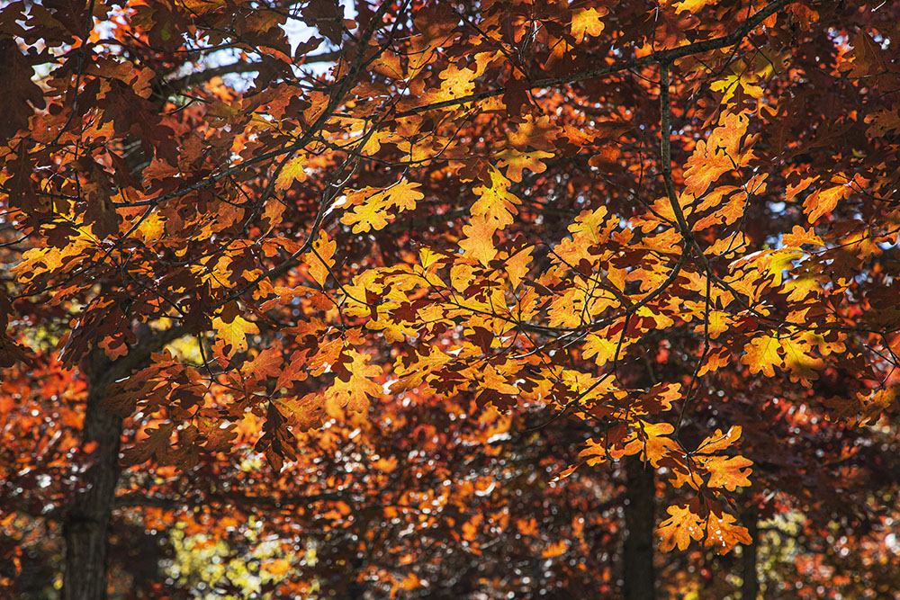 Backlit oak leaves