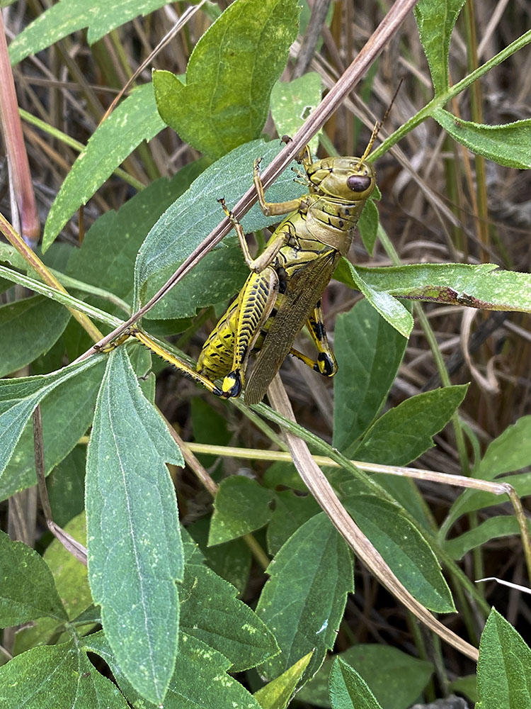 A rather regal-looking grasshopper.