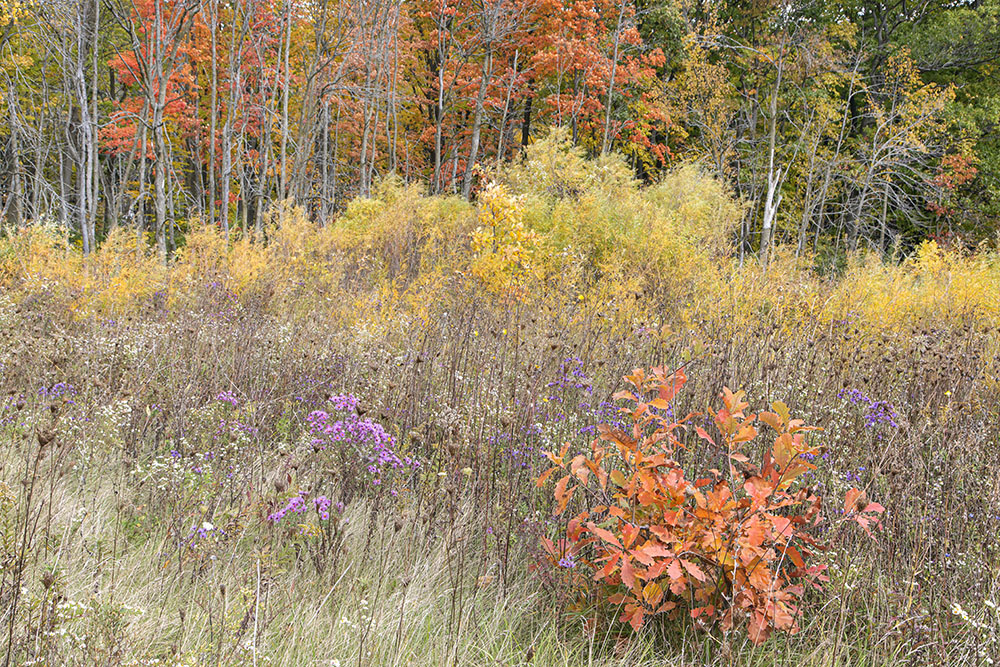 This is one of my favorite fall shots this season. I love the color palette and the rhythm of the trees.