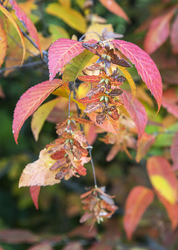 Seed cluster in autumn decor