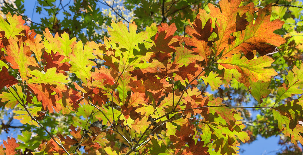 Autumn oak leaves at Seno Woodland Education Center