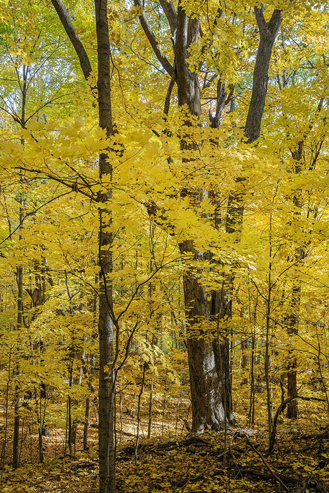 The golden glow of maples.